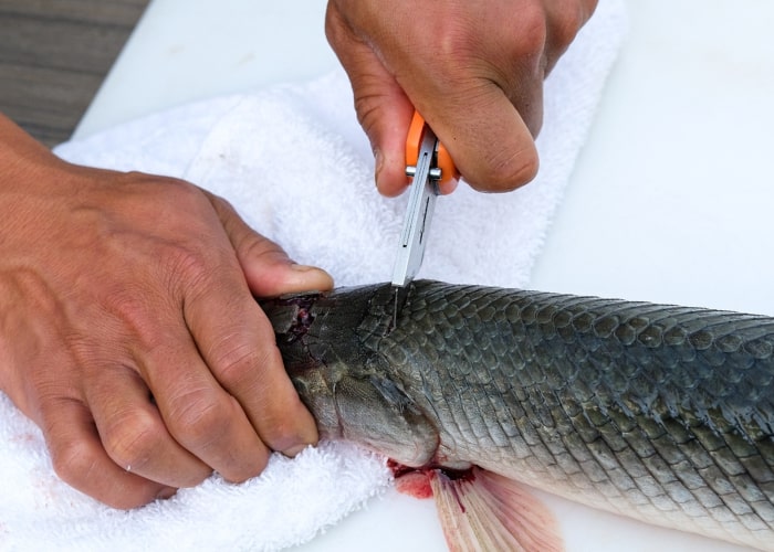 How to cut Gar fish scales