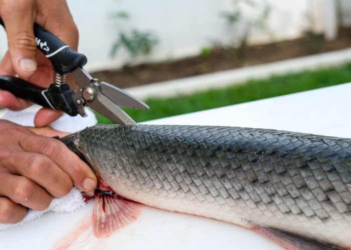 Cut along the spine, down to the tail of the Gar fish