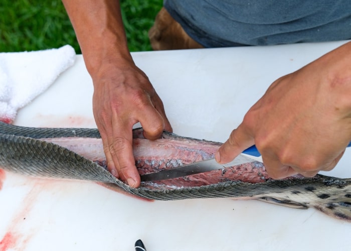 Use a fillet knife to stab along the skin to separate the Gar fish meat