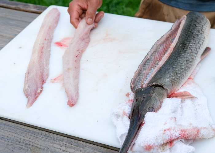 fillet the Gar fish to remove the dark meat and connective tissue, ensuring you have clean, delicious fillets ready to cook