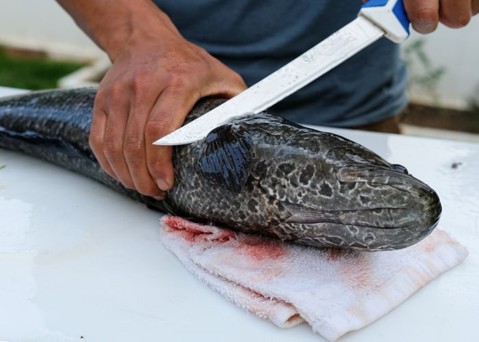 Clean snakehead fish