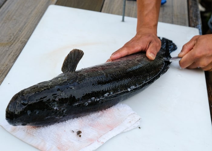 Make a vertical cut just behind the gill plates. This initial mark sets up the filleting process.