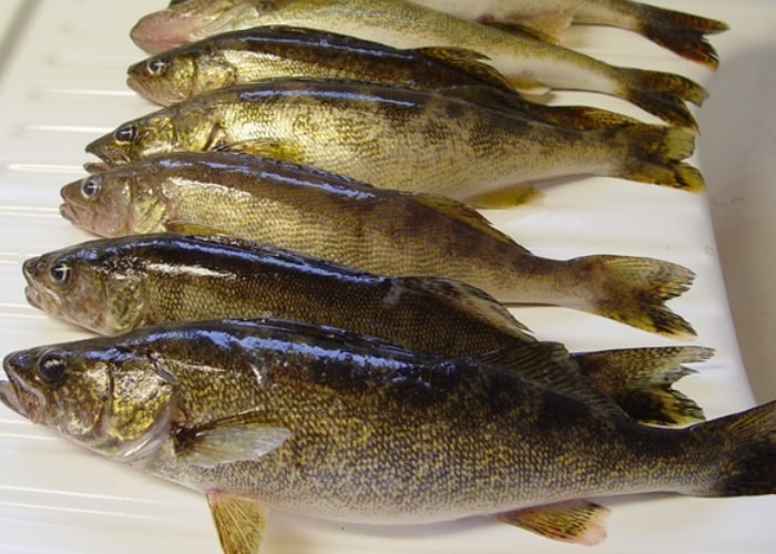 the walleye for filleting