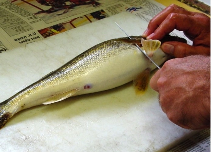 Use a knife to cut right behind the gills, from top to bottom, until reaching the backbone